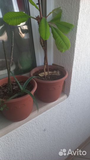 Комнатные растения