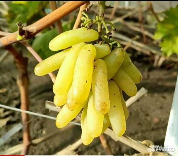 Саженцы винограда