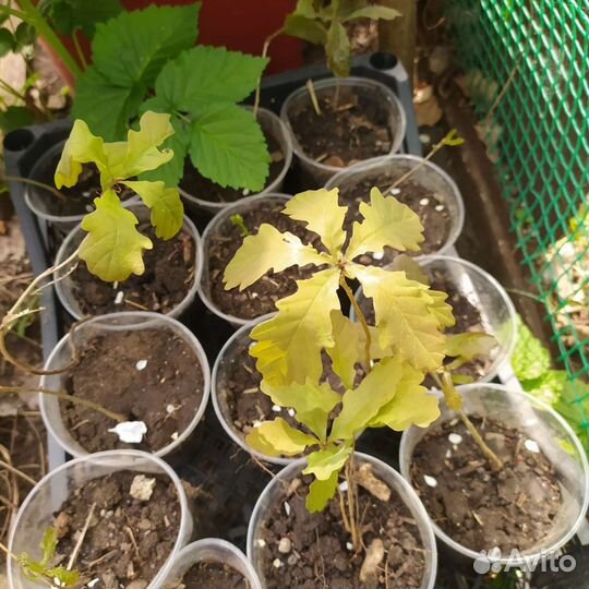 Дуб дубочки 2 годика