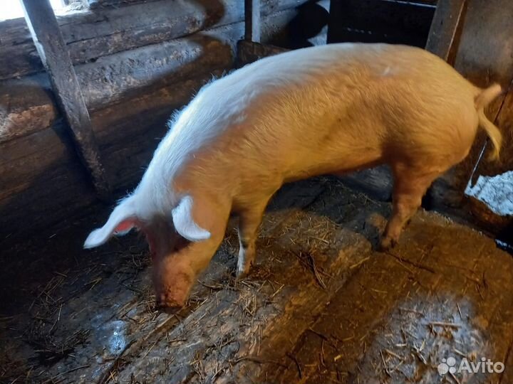 Продам хряка