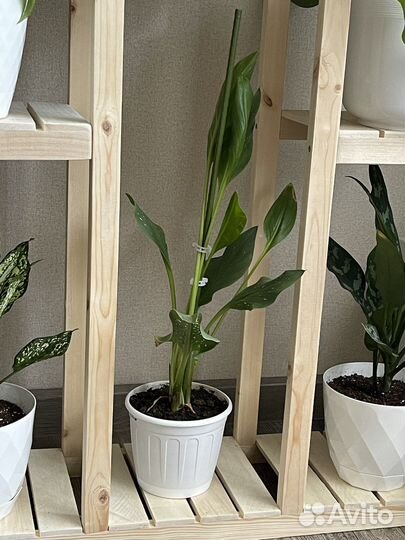 Комнатные цветы