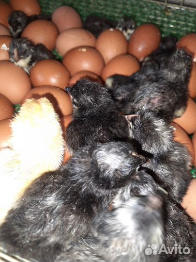 Цыплята Доминант DS109, Московская черная