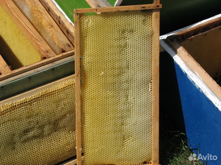 Сушь для пчёл