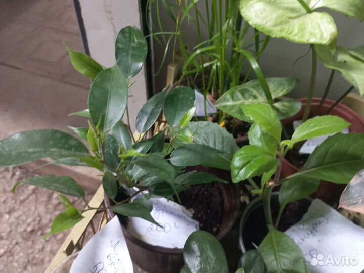 Комнатные цветы