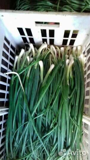 Помидоры огурцы и многое другое