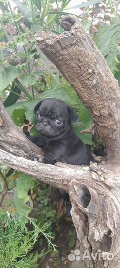 Щенки мопса