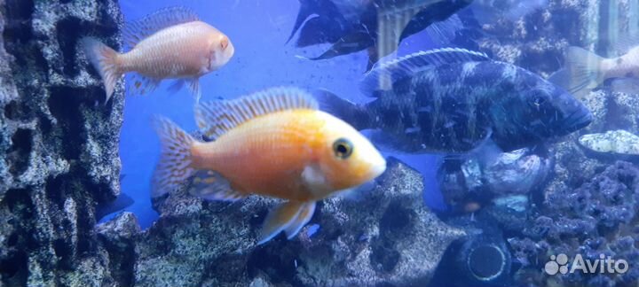 Малавийские цихлиды