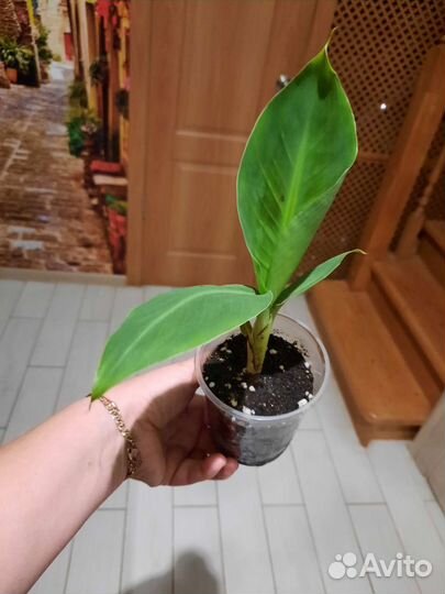 Киевский карлик банан