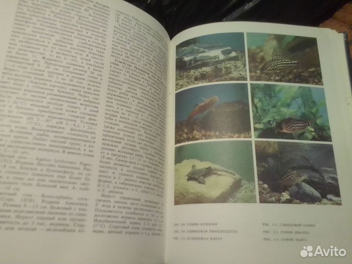 Кочетов А.М.С. разведенэкзотическихаквариумныхрыб