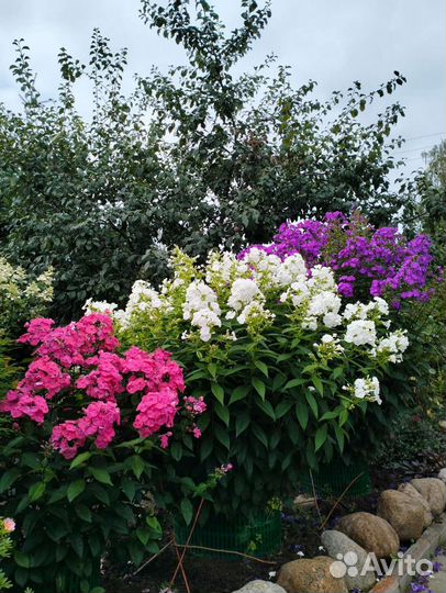 Флоксы сортовые