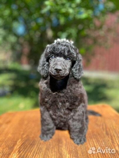 Щенки большого королевского пуделя