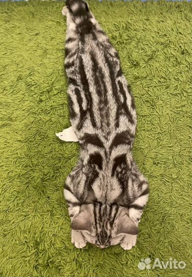 Британские мраморные котята