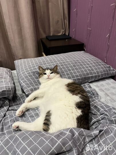 Кошки в добрые руки