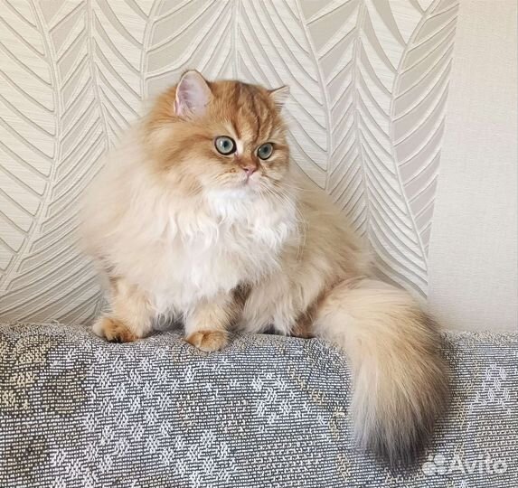 Золотая шиншилла кошечка