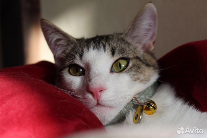 Котенок