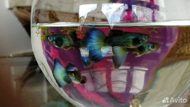Гуппи гибрид малахита и черно-синей самки