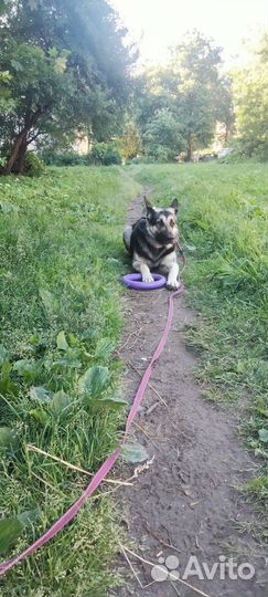 Выгульщик собак, кинолог, зооняня