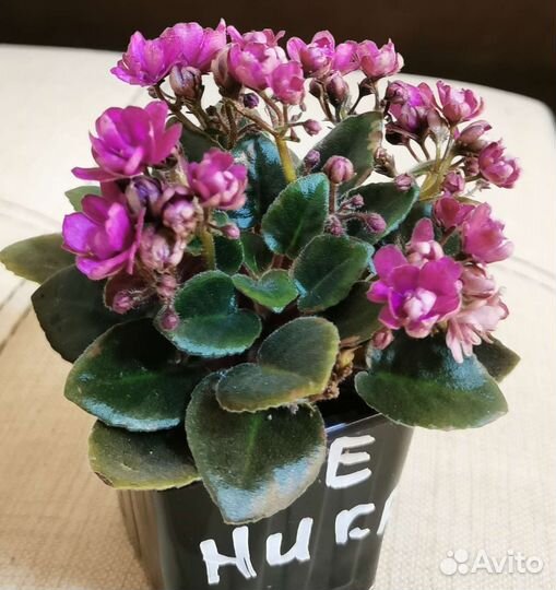 Фиалка полумини Ле Ника