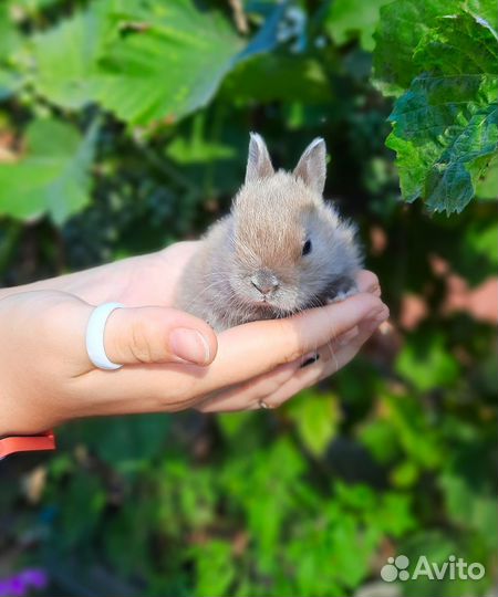 Карликовые кролики