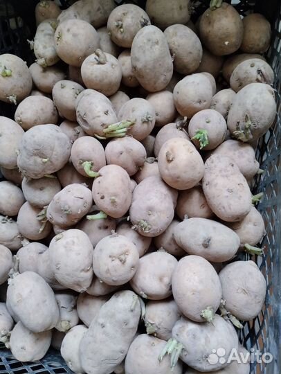 Семенной картофель