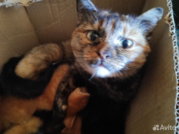 Домашние животные котята