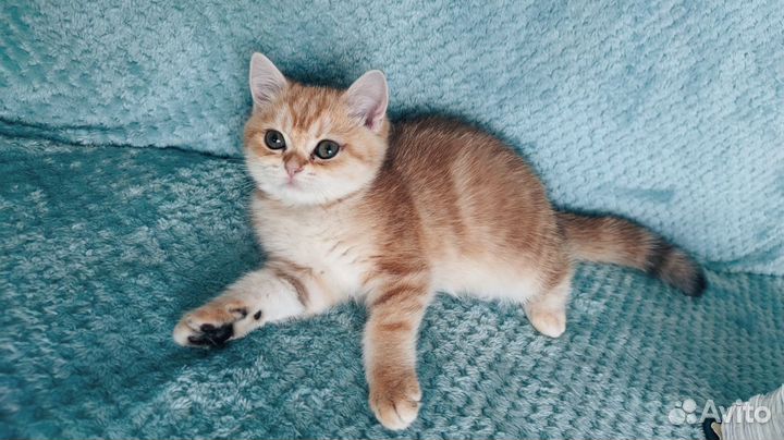 Британские котята