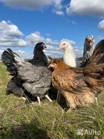 Куры нeсушки