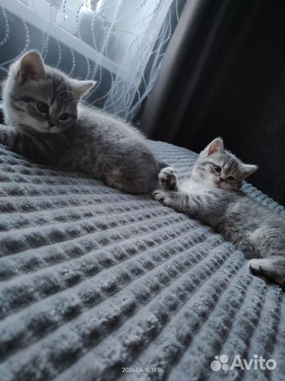 Шотландские котята