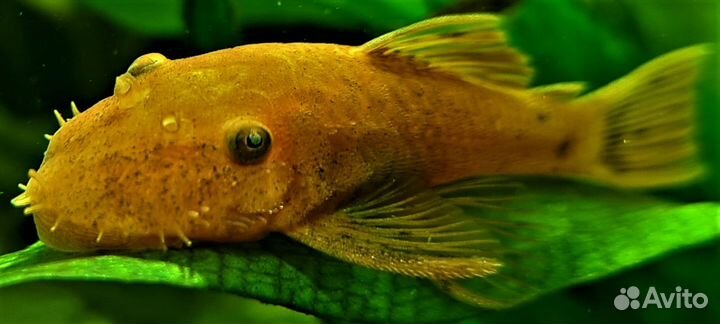 Сомы анциструсы RED в наличии 20шт