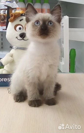 Котенок Гав