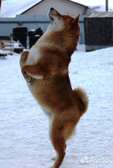 Вязка кобель Сиба Ину