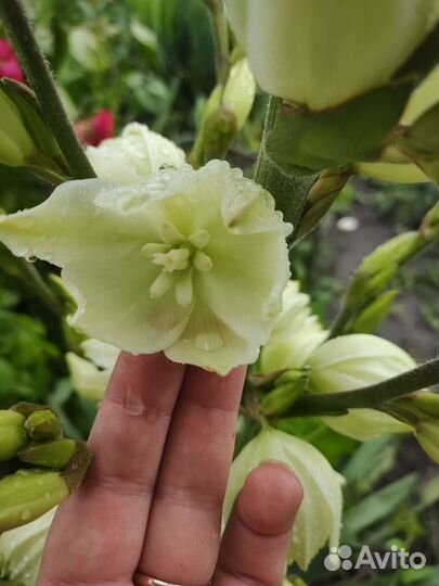 Юкка нитчатая