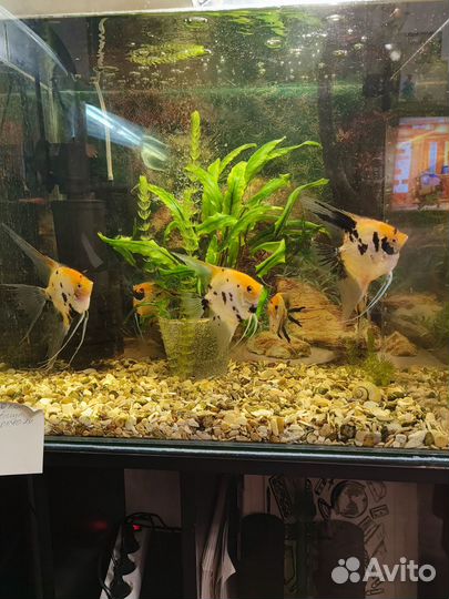 Скалярии Кои