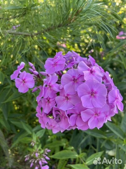 Флоксы многолетние