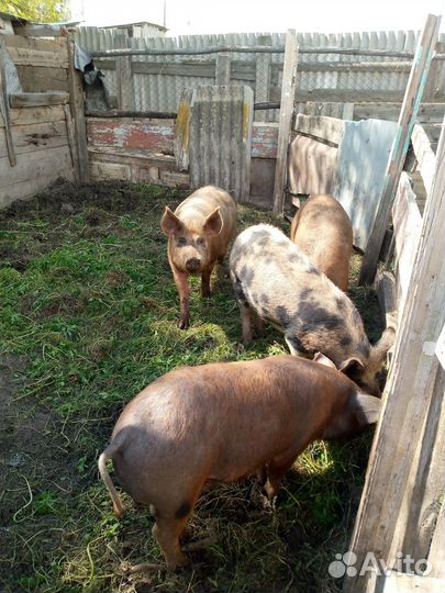 Хряк на племя