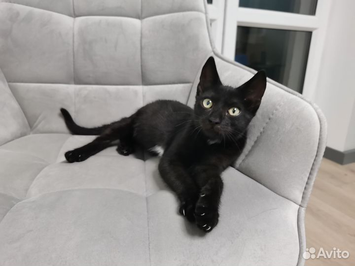 Котёнок чёрный мальчик