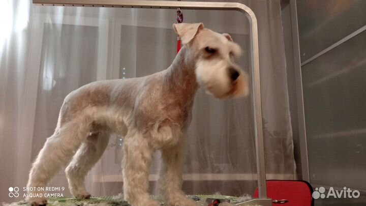 Груминг, стрижка собак, кошек. С выездом