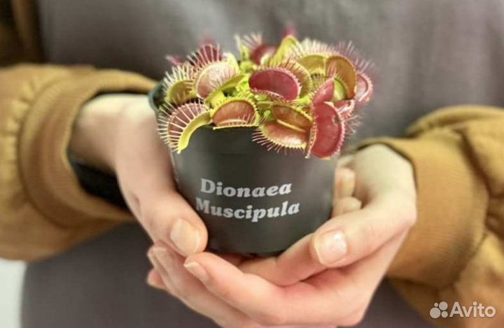 Плотоядные растения