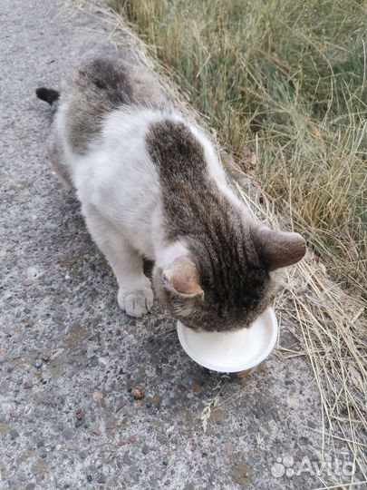 Кот в добрые руки. Помочь коту