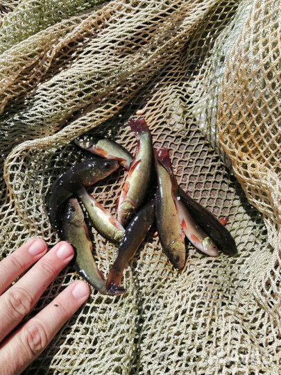 Малек линя (сеголеток)