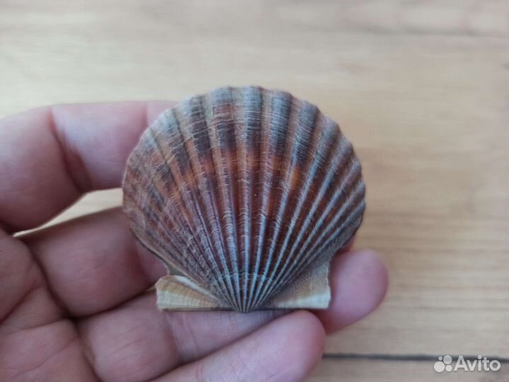 Морская раковина