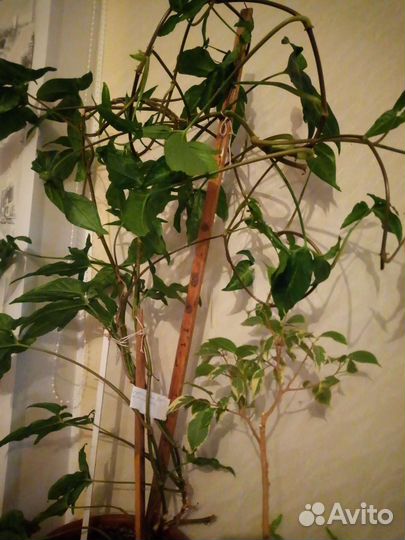 Цветок сингониум