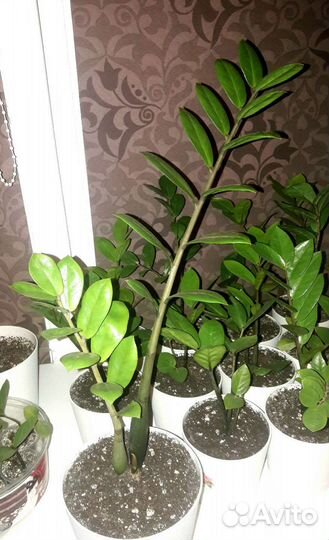 Замиокулькас (комнатные растения)