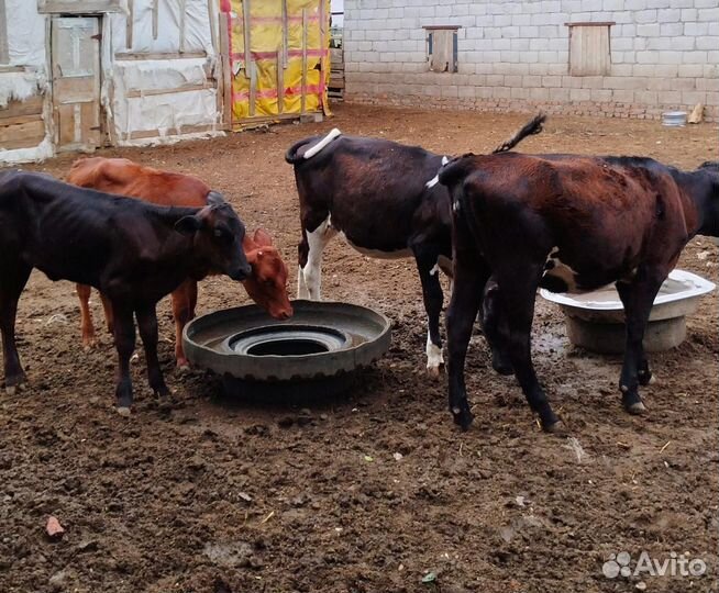 Телята телки