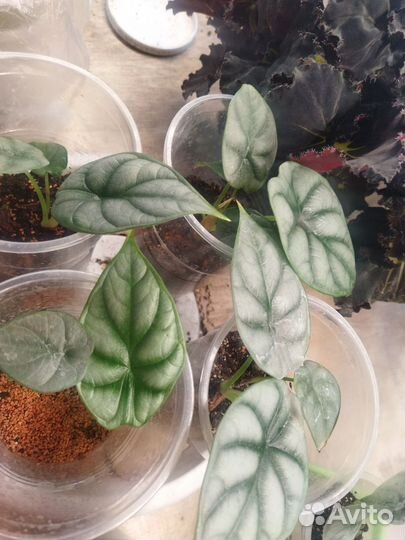 Алоказия Сильвер драгон