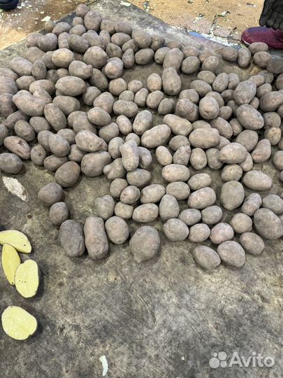 Продам картофель второй сорт. Урожай 2023