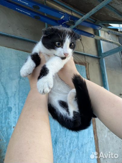 Кошки в добрые руки