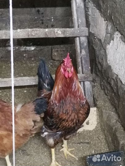 Молодые петухи