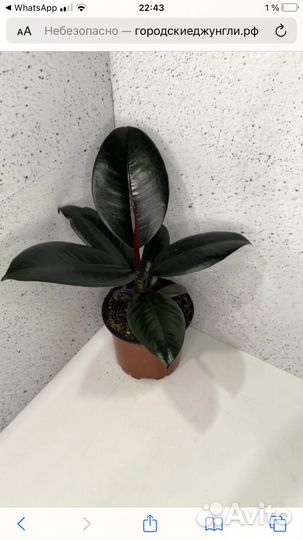 Фикус эластика абиджан