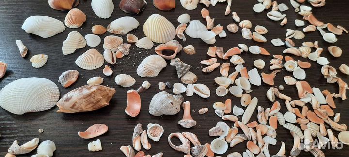 Морские ракушки
